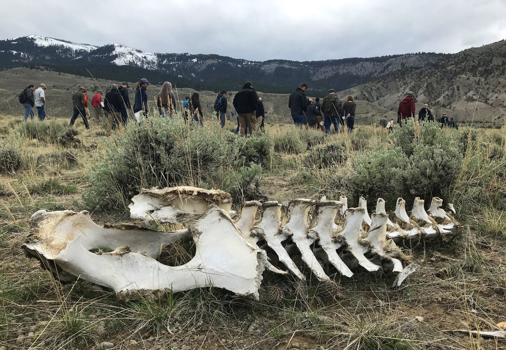 Bison bones